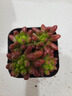 【新人专享】虹之玉多肉植物彩色系列红色精品多肉办公室室内 虹之玉5-6厘米【塑料盆栽好】 实拍图