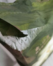 babycare金山茶花纸尿裤M50片(6-11kg)婴儿尿不湿超薄透气新生柔花苞裤 实拍图