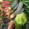 京硕果山东潍坊水果萝卜甜脆水果型潍县沙窝萝卜新鲜青萝卜 9斤 实拍图