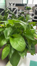 双盟绿萝盆栽除甲醛花卉绿植办公室新房净化空气180白竖纹4盆源头直发 实拍图