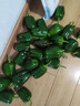 新鲜绿菜椒现摘山东圆椒青椒太空甜椒蔬菜灯笼椒生吃蔬菜沙拉 新鲜圆椒4斤 实拍图