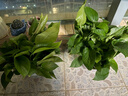 双盟绿萝盆栽除甲醛花卉绿植办公室新房净化空气180加仑4盆装源头直发 实拍图