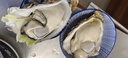 乳山牡蛎 鲜活乳山生蚝4XL 净重5斤 11-12只 生鲜海鲜 年货送礼 源头直发 实拍图
