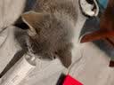 KING CUBE猫草肉粒尝鲜装猫咪化毛球猫草肉粒幼猫成猫化毛膏去毛球便秘12粒 实拍图