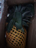 正宗海南金钻凤梨新鲜水果当季树上熟芒果凤梨【催熟食用】 1粒装中果 单果1.3-1.7斤 实拍图