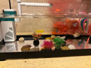 阔庭鱼缸懒人鱼缸家用客厅办公室金鱼缸过滤鱼缸黑色款 实拍图