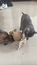 HELLOJOY逗猫咪玩具自嗨解闷猫抓板幼猫爪板小猫抓球耐抓不掉屑耐磨猫爬架 实拍图