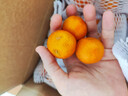 京鲜生 广西砂糖橘 净重4.5斤 单果35-45mm  生鲜水果 源头直发包邮 实拍图