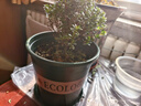 九千谷加仑花盆 高1.5加仑加厚圆形树脂控根加仑盆20*20cm 3个装5075 实拍图