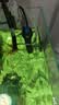 海甲卫 HAKAWIN鱼缸加热棒自动恒温小型加温棒水族箱防爆乌龟加热器 AT103-200 实拍图