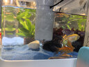 阔庭（KUOTING）缸水族箱生态桌面鱼缸新款懒人鱼缸生态造景过滤制氧一体机白色 实拍图