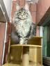 帕缇朵c3猫粮全期成猫猫粮幼奶糕无谷低敏配方猫粮 牛肉蔬菜味（10KG） 实拍图