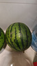京鲜生 无籽麒麟大西瓜 1粒装 7-9斤 生鲜水果 实拍图