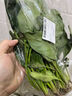大菠菜300g 实拍图