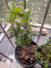 丽民桂花树苗桂花苗盆栽金桂四季桂室内外浓香型阳台花卉绿植庭院植物 金桂【浓香型】 3年苗【当年开花】 实拍图