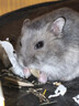 朗缤 仓鼠幼崽仓鼠笼仓鼠活物宠物活体宠物金丝熊情侣一对仓鼠活体 紫仓 1只 实拍图