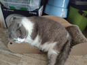 疯狂的主人猫抓板窝巨无霸猫玩具猫爪板猫抓盆不掉屑猫窝碗形圆形瓦楞纸 实拍图