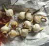 花翁水培郁金香大种球花卉盆栽绿植物好养活 白色-种球10颗源头直发 实拍图