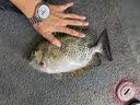 惊浪路亚饵套装15g飘落铁板假饵亮片远投双钩钓翘嘴鳜鱼鲈鱼通杀假饵 实拍图