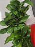 双盟绿萝盆栽除甲醛花卉绿植办公室新房净化空气 120款10盆源头直发 实拍图