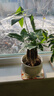⭐【包活】发财树盆栽鲜花绿植物办公室内吸甲醛绿萝文竹水培易养 三杆优质发财树【原盆】 实拍图