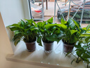双盟绿萝盆栽除甲醛花卉绿植办公室新房净化空气 120款10盆源头直发 实拍图