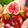 壹萌果蔬红皮无花果【JD顺丰多地次日达】无花果新鲜水果云南当季现摘 3斤12A老树果王【单果40g+】净2斤 实拍图