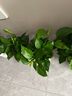 双盟绿萝盆栽除甲醛花卉绿植办公室新房净化空气120菱型10盆源头直发 实拍图