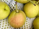 京鲜生 新疆库尔勒香梨 净重5斤 一级 单果100g-120g  生鲜水果 实拍图