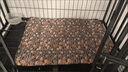 四季防潮防水防抓耐磨牛津布狗窝猫窝小狗垫子不粘毛毯子 40*60 实拍图