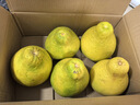 趣觅鲜正宗容县沙田柚产地直发广西特产纯甜无酸老树白肉柚子新鲜水果 8斤净重大果3-4个普通装 实拍图