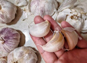 山东金乡鱼台大蒜农家自种干蒜新鲜蔬菜紫皮批发多瓣祘头当季 精品大蒜【带箱2斤】 实拍图