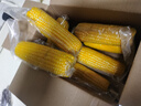 京鲜生东北黄玉米棒200g×8棒25年新玉米 真空黏玉米 多种包装 源头直发 实拍图