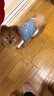 嬉皮狗（hipidog）狗狗衣服新年春节加绒保暖可牵引马甲中小型犬比熊宠物猫咪喜庆服 牛仔蓝色 L（建议体重8-11斤） 实拍图
