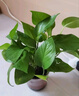 绿有意绿萝盆栽室内植物花卉绿植水培长藤垂吊大叶绿箩新房家用吸除甲醛 120原盆储水绿萝10盆+壶+10肥 带盆带土发货 实拍图