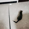 甜浪海逗猫棒猫咪玩具可伸缩长杆羽毛钓幼猫玩具鱼竿铃铛耐咬逗猫神器 实拍图