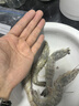 虾有虾途国产青岛大虾白虾青虾基围虾鲜虾冷冻生鲜虾类鲜活特大海捕整箱装 17-20厘米超大号 3.6斤(净重) 实拍图