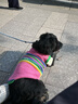 MIKI PAD狗狗衣服春秋薄款背心猫咪衣服宠物毛衣中小型犬比熊泰迪雪纳瑞 萌趣云朵毛衣 2XL 胸围53cm(参考体重20-26斤) 实拍图