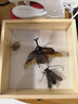 独角仙成虫【新虫】幼虫新手入门套餐宠物昆虫甲虫锹甲活体送说明 成虫6--7厘米公虫 晒单实拍图