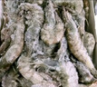 虾有虾途国产青岛大虾白虾青虾基围虾鲜虾冷冻生鲜虾类活冻特大海捕整箱装 16-18厘米特大号 3.6斤(净重) 实拍图