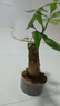 ⭐【包活】发财树盆栽鲜花绿植物办公室内吸甲醛绿萝文竹水培易养 【粗2-3cm】单杆发财树【原盆】 实拍图