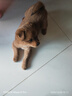 中华田园犬小型长不大适合小孩家养的高智商狗狗活物狗崽狗仔幼犬 田园级 小黄狗+狗粮+狗笼+包邮 母 实拍图