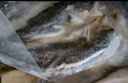 仙泉湖三去斑点尾鲈鱼1斤单条净膛后冷冻肉厚刺少 海鲜水产生鲜食材 实拍图