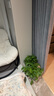 双盟绿萝盆栽除甲醛绿植办公室新房净化空气180自吸水16盆装源头直发 晒单实拍图