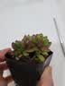 【新人专享】虹之玉多肉植物彩色系列红色精品多肉办公室室内 虹之玉5-6厘米【塑料盆栽好】 实拍图