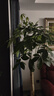 叹为观止大型植物发财树各种大颗盆栽开业乔迁客厅办公室内好养大型花卉 单杆发财树【1.5-1.7米】 含盆 实拍图