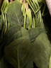 新鲜现挖菠菜河南霜打露天红根菠菜青菜涮火锅真便宜 3斤含箱 新鲜菠菜 实拍图