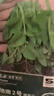 寿禾 脆嫩豌豆尖种子苗豆苗冬春蔬菜种籽 脆嫩2号豌豆尖种子50g*2袋 实拍图