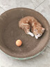 疯狂的主人猫抓板窝碗形大号猫抓盆不掉屑猫窝宠物猫玩具瓦楞纸猫爪板 实拍图