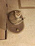 喵丽丝剑麻猫抓板猫窝一体耐磨不掉屑猫咪玩具猫爪板耐抓四季通用抓盆 【冲量款】椭圆麻布贈猫薄荷 实拍图